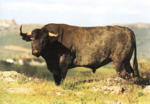 Victorino Martín Andrés. Los hitos.