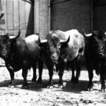 Victorino Martín Andrés. Los hitos.