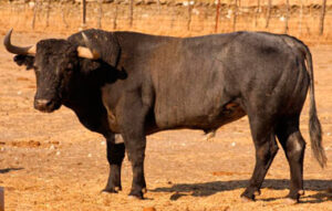 Toro de Victorino Martín para la "Corrida Total" de Illescas