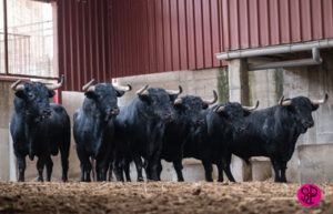 Los toros de Bohórquez para el último festejo de la Feria del Pilar