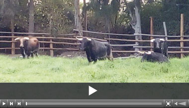 Los toros españoles para Acho llegan a Lima