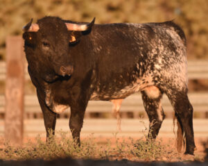 Ejemplar de Concha y Sierra para lidiar en 2018.