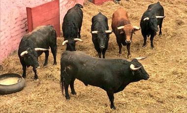 Travieso abre la Feria del Señor de los Milagros de Lima