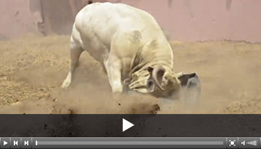 Los toros de La Viña y El Olivar para este domingo en Lima