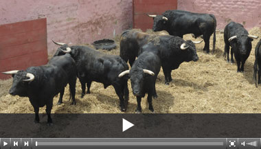 Los del Puerto de San Lorenzo, ya en los corrales de Acho