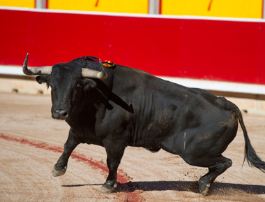 Pamplona 2018, sin novedades ganaderas para San Fermín