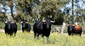 "Los toreros no entienden de reconocimientos y olvidaron pronto lo mucho que les dio Torrestrella y les puede dar".