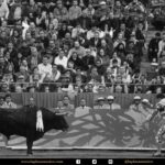 Detalles de la corrida del 12 de diciembre en La México