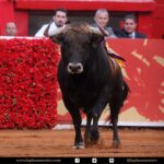 Detalles de la corrida del 12 de diciembre en La México