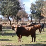Toros de Pedraza de Yeltes