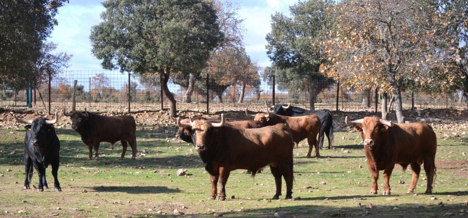 Toros de Pedraza de Yeltes