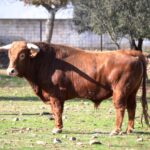 Toro de Pedraza de Yeltes