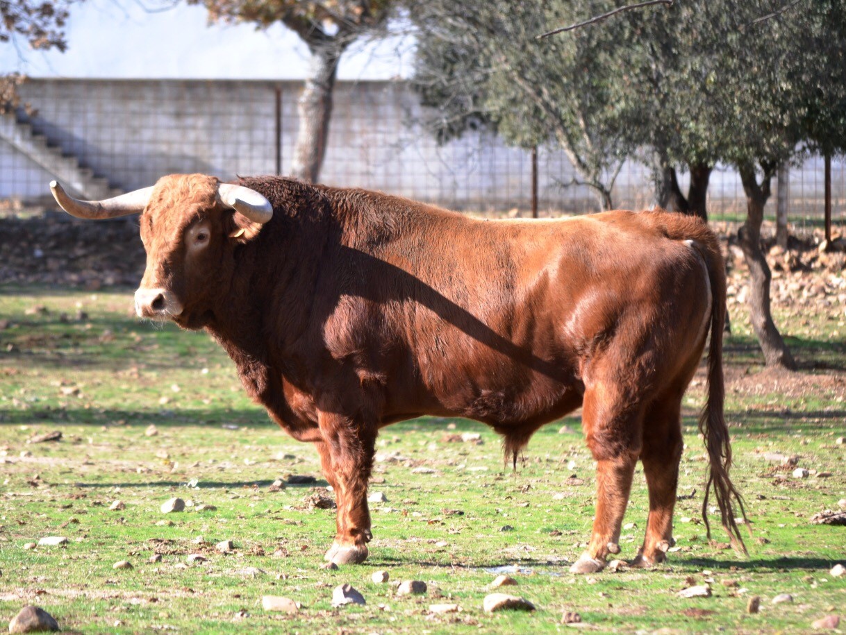 Toro de Pedraza de Yeltes