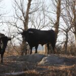 Toros de Raso de Portillo