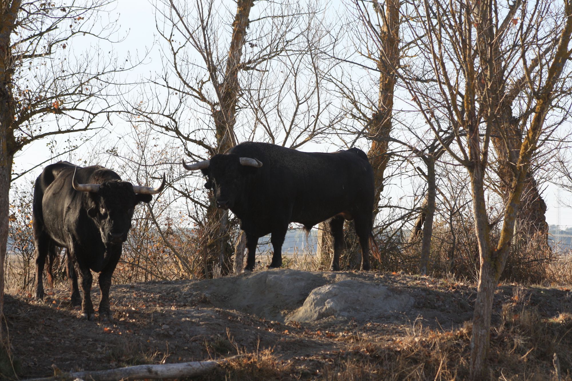 Toros de Raso de Portillo