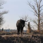 Toro de Raso de Portillo