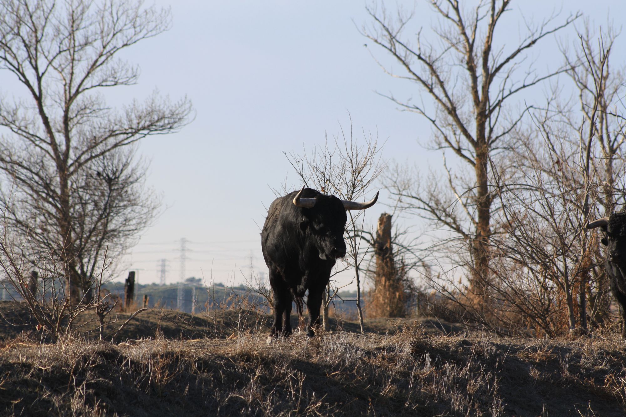 Toro de Raso de Portillo