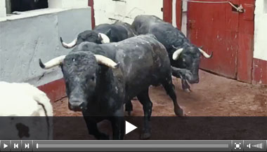 Un sueño y Festivo, los toros de Ponce en La México