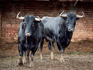 Sorteados los de Caicedo para el último festejo de la feria de Cali