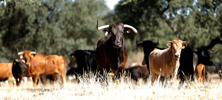 Continuadores de la tradición familiar