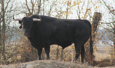Toro de Raso de Portillo para Vic-Fezensac 2018.