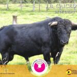 Los toros de Juan Bernardo Caicedo para la segunda corrida de toros de la temporada en la Santamaría de Bogotá, que serán estoqueados por Enrique Ponce, Roca Rey y Juan de Castilla.