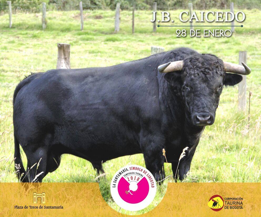 Los toros de Juan Bernardo Caicedo para la segunda corrida de toros de la temporada en la Santamaría de Bogotá, que serán estoqueados por Enrique Ponce, Roca Rey y Juan de Castilla.