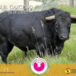 Los toros de Juan Bernardo Caicedo para la segunda corrida de toros de la temporada en la Santamaría de Bogotá, que serán estoqueados por Enrique Ponce, Roca Rey y Juan de Castilla.