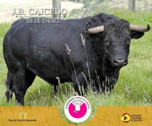Los toros de Juan Bernardo Caicedo para la segunda corrida de toros de la temporada en la Santamaría de Bogotá, que serán estoqueados por Enrique Ponce, Roca Rey y Juan de Castilla.