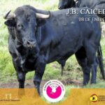 Los toros de Juan Bernardo Caicedo para la segunda corrida de toros de la temporada en la Santamaría de Bogotá, que serán estoqueados por Enrique Ponce, Roca Rey y Juan de Castilla.