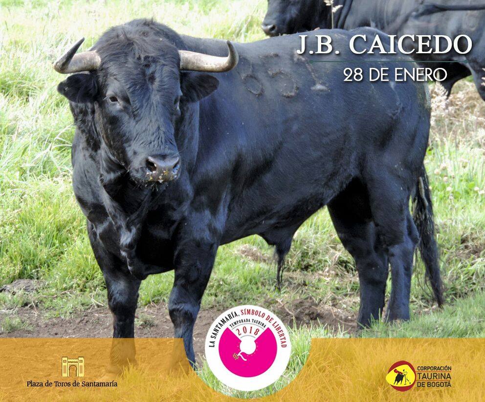 Los toros de Juan Bernardo Caicedo para la segunda corrida de toros de la temporada en la Santamaría de Bogotá, que serán estoqueados por Enrique Ponce, Roca Rey y Juan de Castilla.