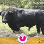 Los toros de Juan Bernardo Caicedo para la segunda corrida de toros de la temporada en la Santamaría de Bogotá, que serán estoqueados por Enrique Ponce, Roca Rey y Juan de Castilla.