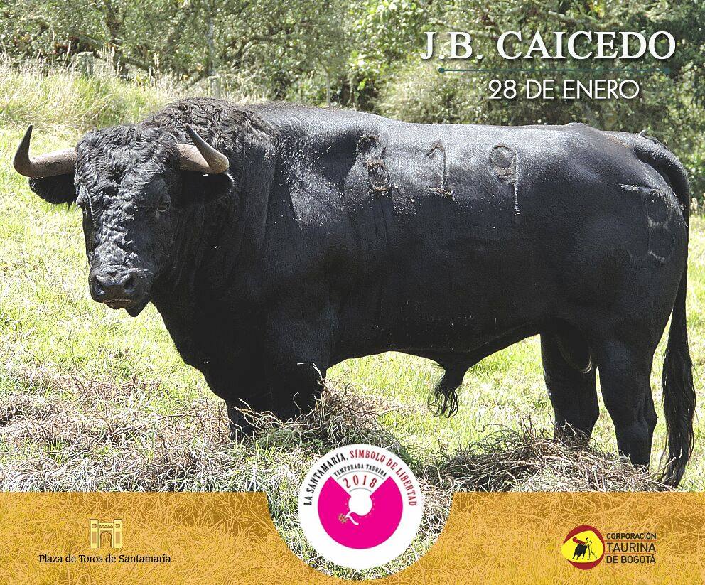 Los toros de Juan Bernardo Caicedo para la segunda corrida de toros de la temporada en la Santamaría de Bogotá, que serán estoqueados por Enrique Ponce, Roca Rey y Juan de Castilla.