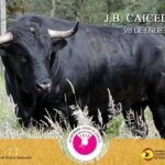 Los toros de Juan Bernardo Caicedo para la segunda corrida de toros de la temporada en la Santamaría de Bogotá, que serán estoqueados por Enrique Ponce, Roca Rey y Juan de Castilla.