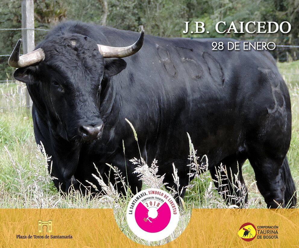 Los toros de Juan Bernardo Caicedo para la segunda corrida de toros de la temporada en la Santamaría de Bogotá, que serán estoqueados por Enrique Ponce, Roca Rey y Juan de Castilla.