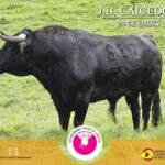 Los toros de Juan Bernardo Caicedo para la segunda corrida de toros de la temporada en la Santamaría de Bogotá, que serán estoqueados por Enrique Ponce, Roca Rey y Juan de Castilla.