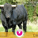 Los toros de Juan Bernardo Caicedo para la segunda corrida de toros de la temporada en la Santamaría de Bogotá, que serán estoqueados por Enrique Ponce, Roca Rey y Juan de Castilla.