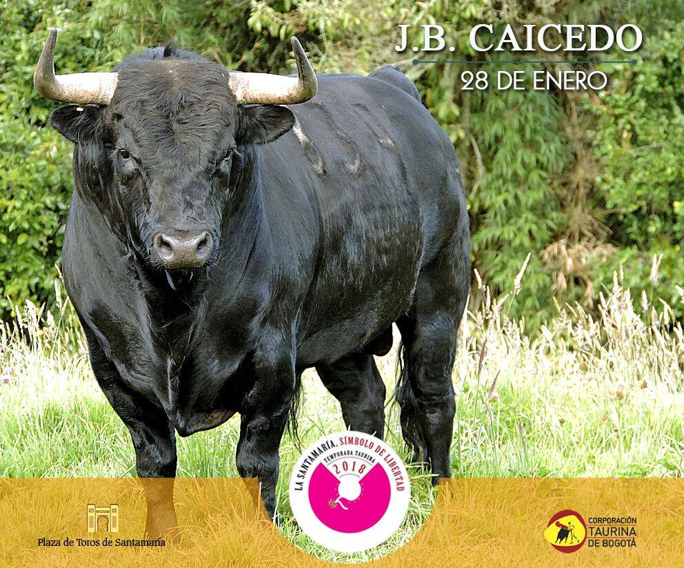 Los toros de Juan Bernardo Caicedo para la segunda corrida de toros de la temporada en la Santamaría de Bogotá, que serán estoqueados por Enrique Ponce, Roca Rey y Juan de Castilla.