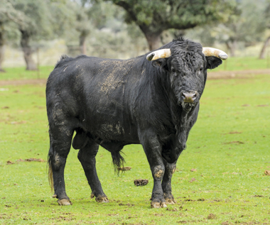 ¿Se debe indultar un toro de rejones?