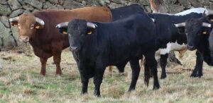 Los novillos de Barcial reseñados para el festejo.