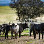 Toros de Victorino Martín para Las Ventas el Domingo de Ramos de 2018.