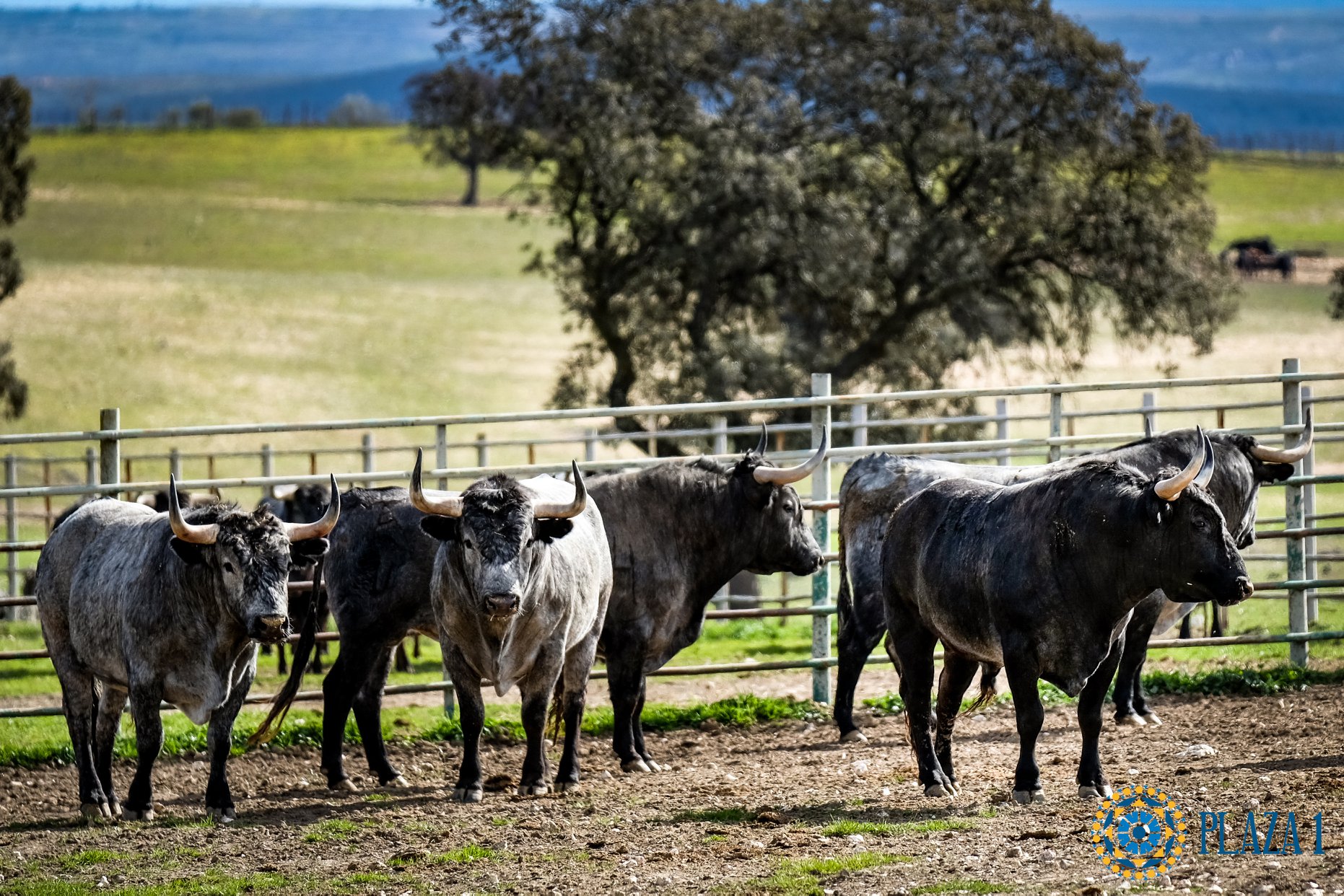 Toros de Victorino Martín para Las Ventas el Domingo de Ramos de 2018.