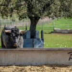 Toros de Victorino Martín para Las Ventas el Domingo de Ramos de 2018.