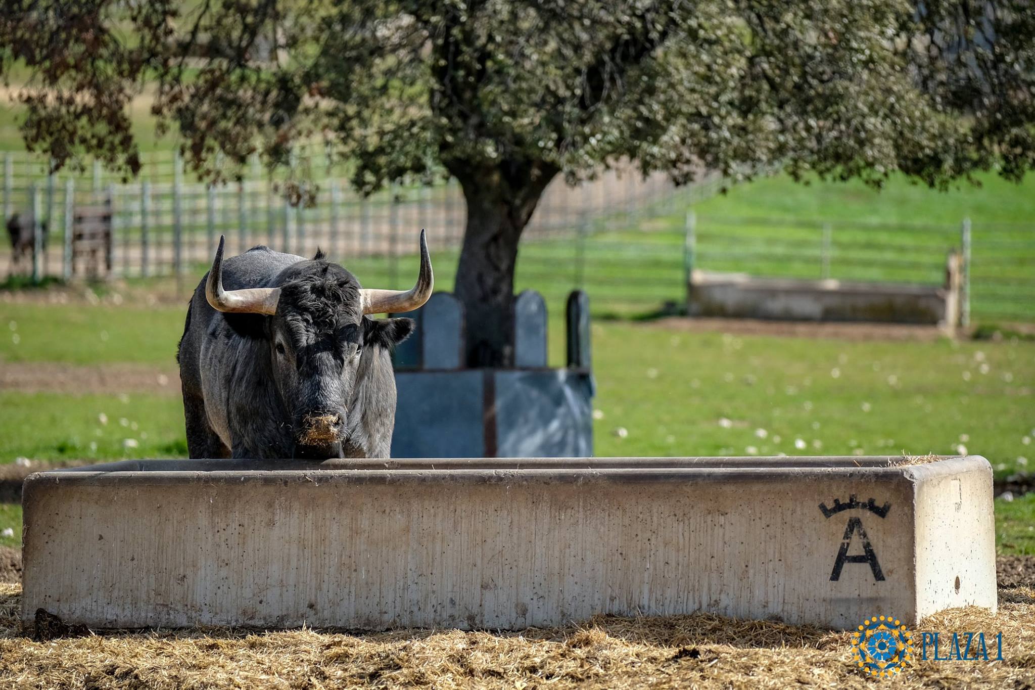 Toros de Victorino Martín para Las Ventas el Domingo de Ramos de 2018.