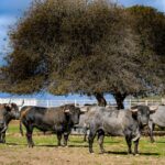 Toros de Victorino Martín para Las Ventas el Domingo de Ramos de 2018.