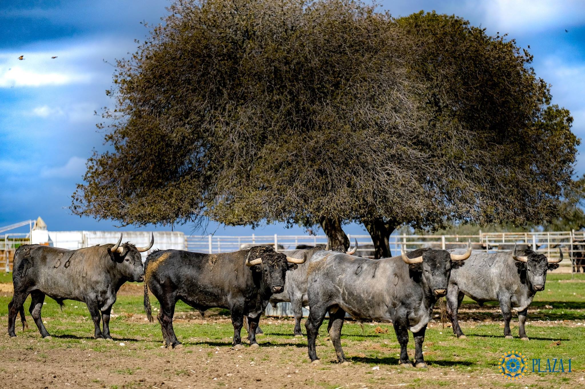 Toros de Victorino Martín para Las Ventas el Domingo de Ramos de 2018.