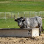 Toros de Victorino Martín para Las Ventas el Domingo de Ramos de 2018.