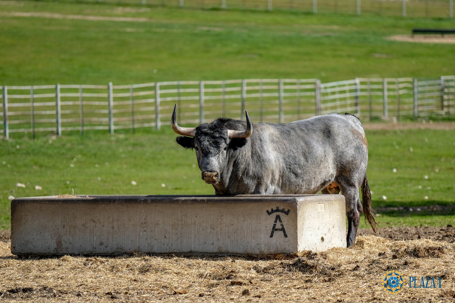 Toros de Victorino Martín para Las Ventas el Domingo de Ramos de 2018.