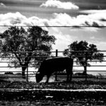 Toros de Victorino Martín para Las Ventas el Domingo de Ramos de 2018.