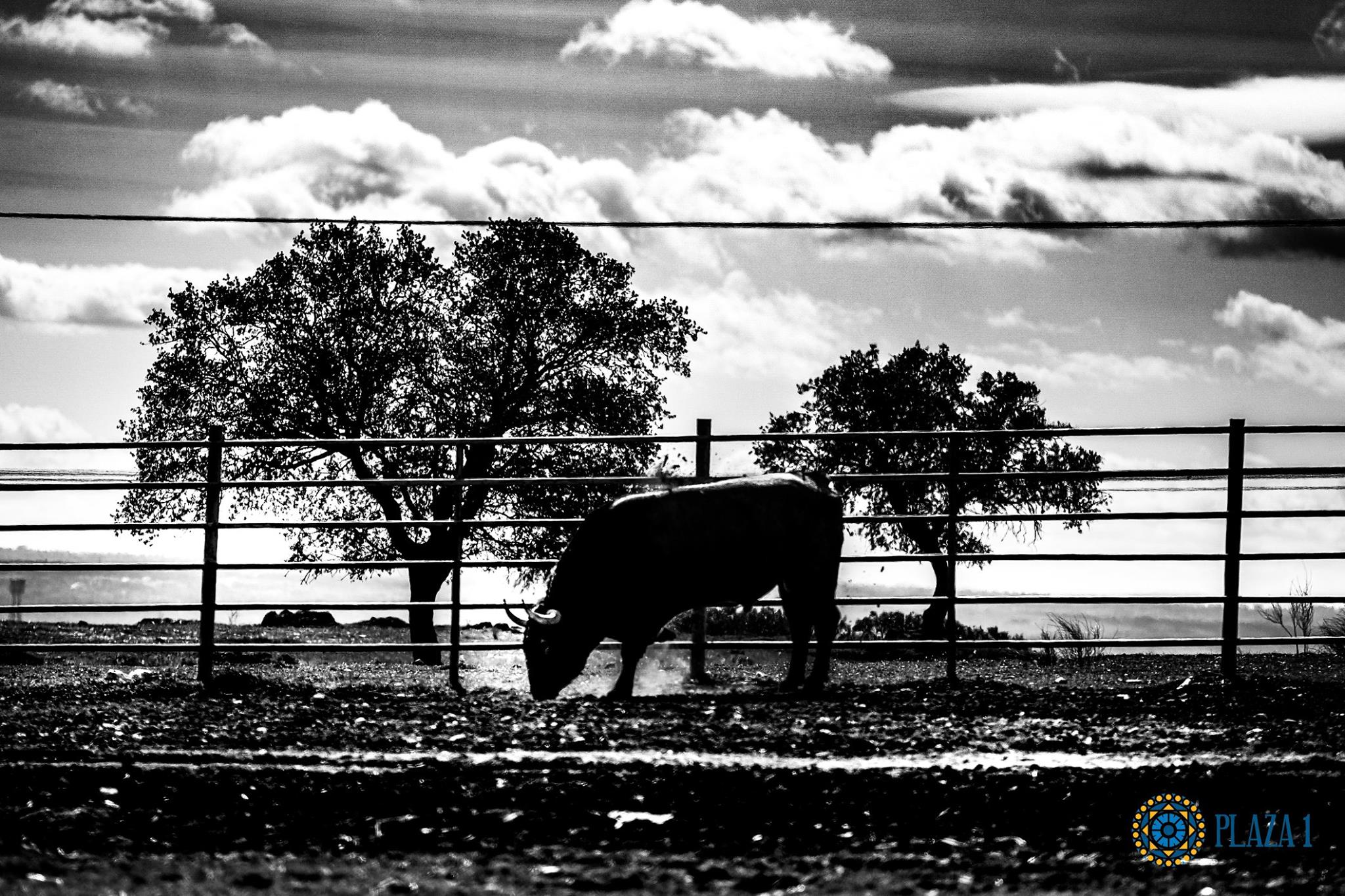 Toros de Victorino Martín para Las Ventas el Domingo de Ramos de 2018.